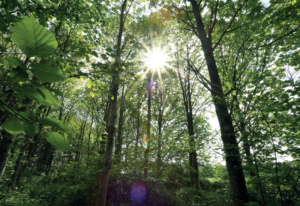 Image of a wooded area